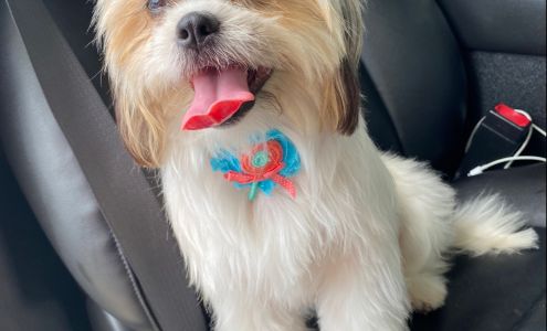 Alpha Dog Pet Grooming 909 W Farm to Market 495 Suite 4, San Juan Texas 78589