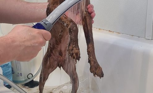 Jessica's Dog Grooming 418 S 6th St, Beasley Texas 77417