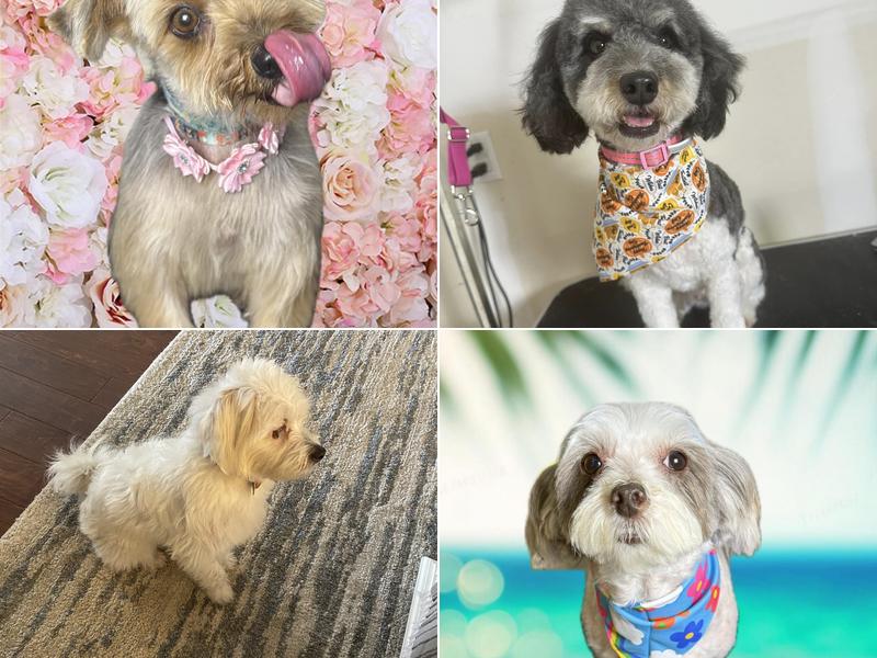 Esmi's Barks & Bubbles