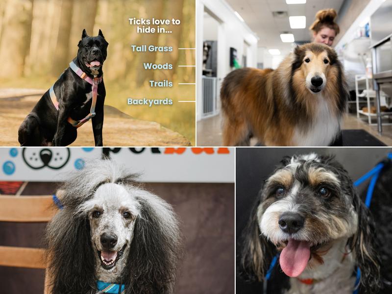 petbar Alamo Heights