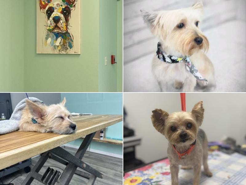 Ashley’s Country Pup Dog Grooming