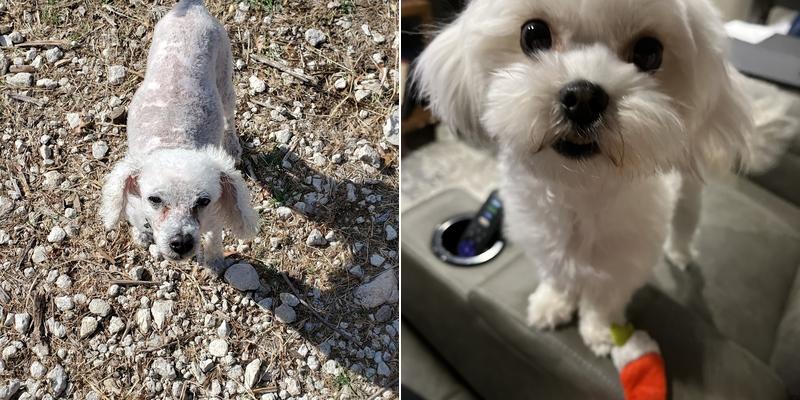 Mo's All Breed Dog Grooming