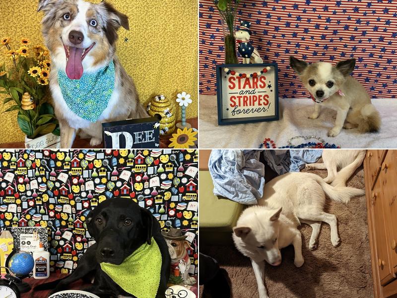 Kaley May’s Dog Grooming