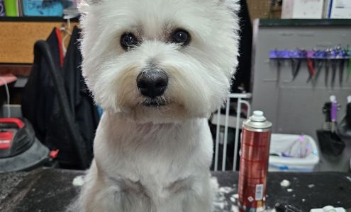 Diva dogs grooming 4719 S Western St, Amarillo Texas 79109