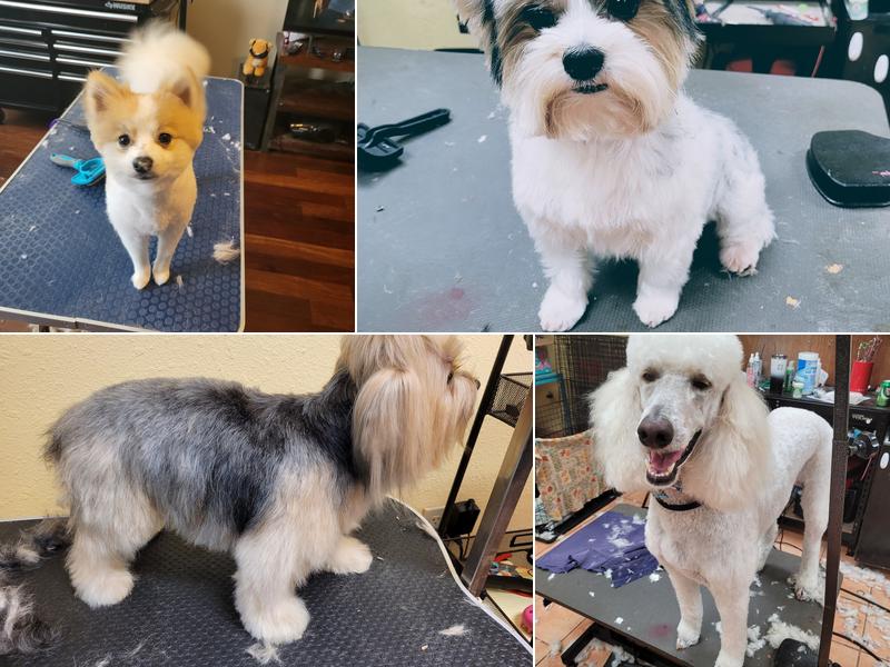 Pampered Little Paws