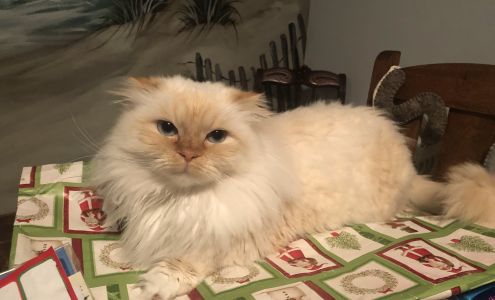 Great Neck Pet Grooming 2304 Kenstock Dr #102, Virginia Beach Virginia 23454