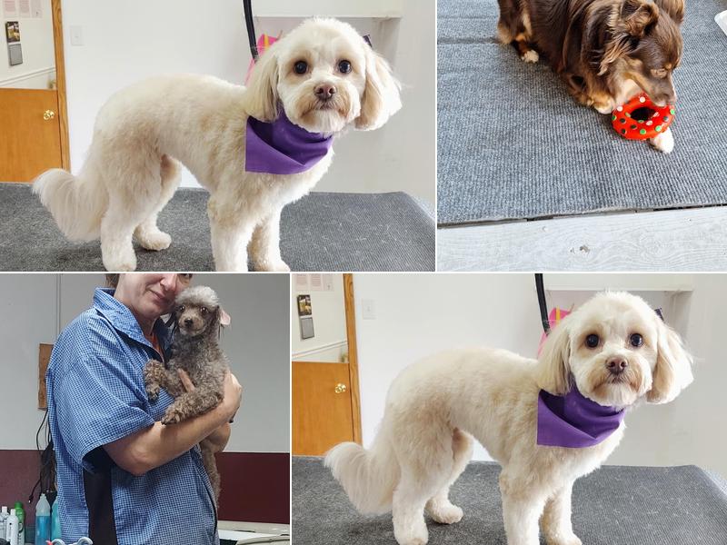 Purr Fect Pet Groomers