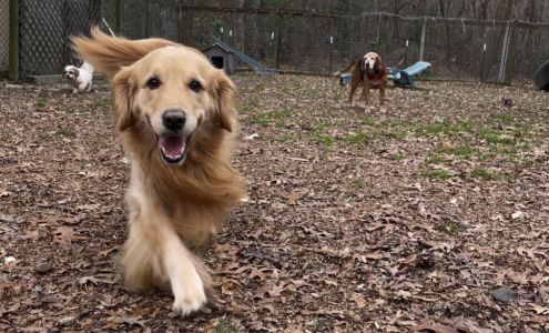 King William Pet Resort & Spa 1118 B Seaton Lane Building B, West Point Virginia 23181