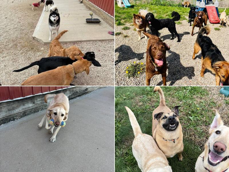 Running Acres Doggy Daycare and Boarding