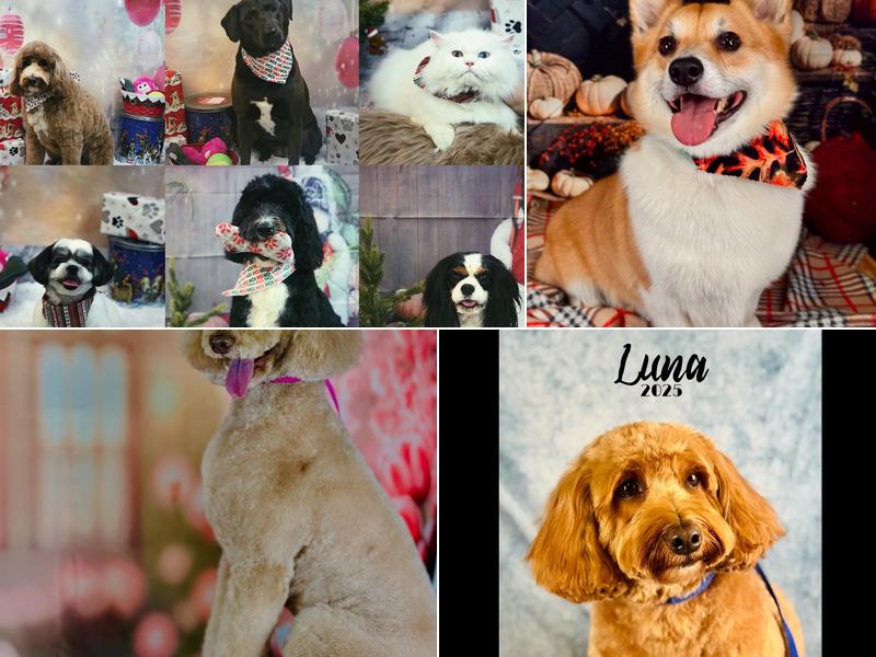 Wizard of Pawz Pet Spa