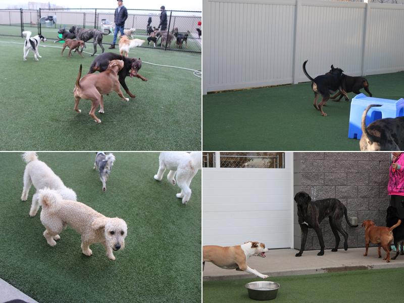 Bark Away Doggie Daycare
