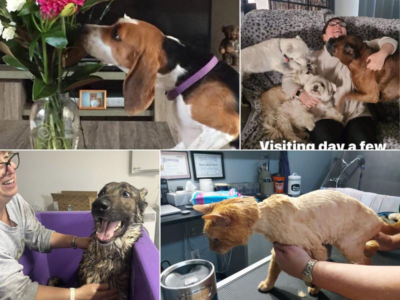 Cuddles and Bubbles Grooming