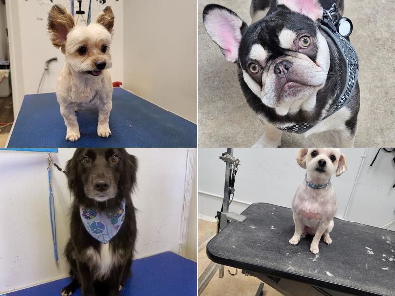 Austin Dog Grooming