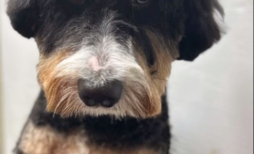 Danielle's Paws Spa 2090 Bernau Ct, Lake Country British Columbia V4V 2M7