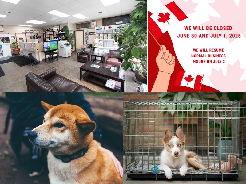 Animal Hospital of Manitoba