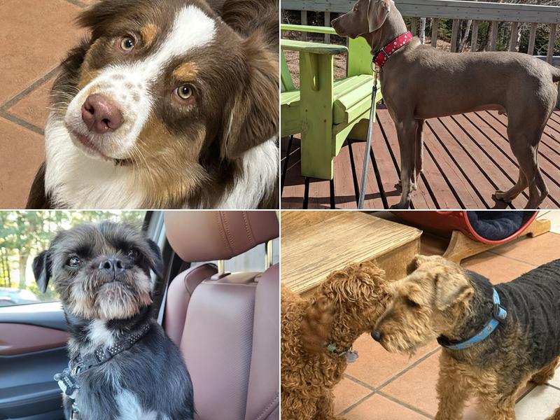 Oceanmark K-9 Resort