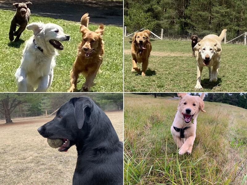 Mas and Paws Pet Resort