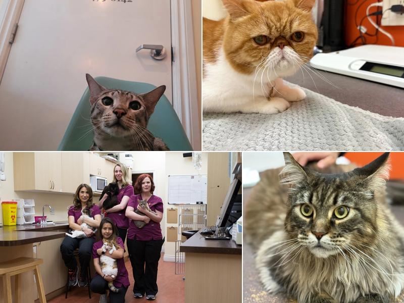 Downtown Toronto Cat Clinic
