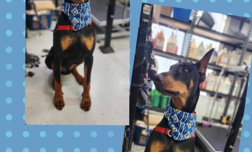 Salon Patte de peluche inc.