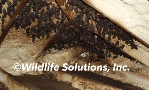Wildlife Solutions, Inc. 900 Creek Dr, Fairhope Alabama 36532