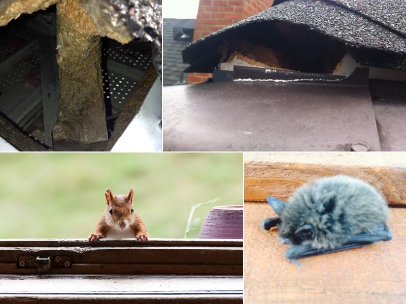 Varmint Gone Anchorage