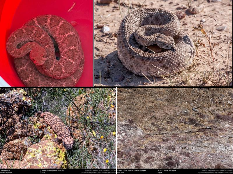 Rattlesnake Solutions LLC