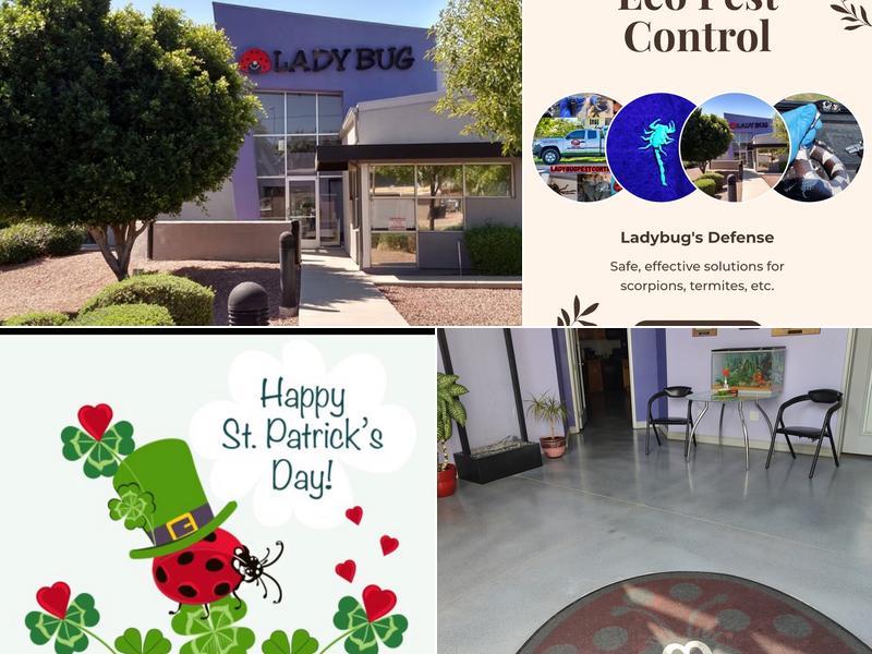 Lady Bug Pest Control