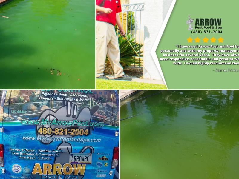 Arrow Pest Pool and Spa