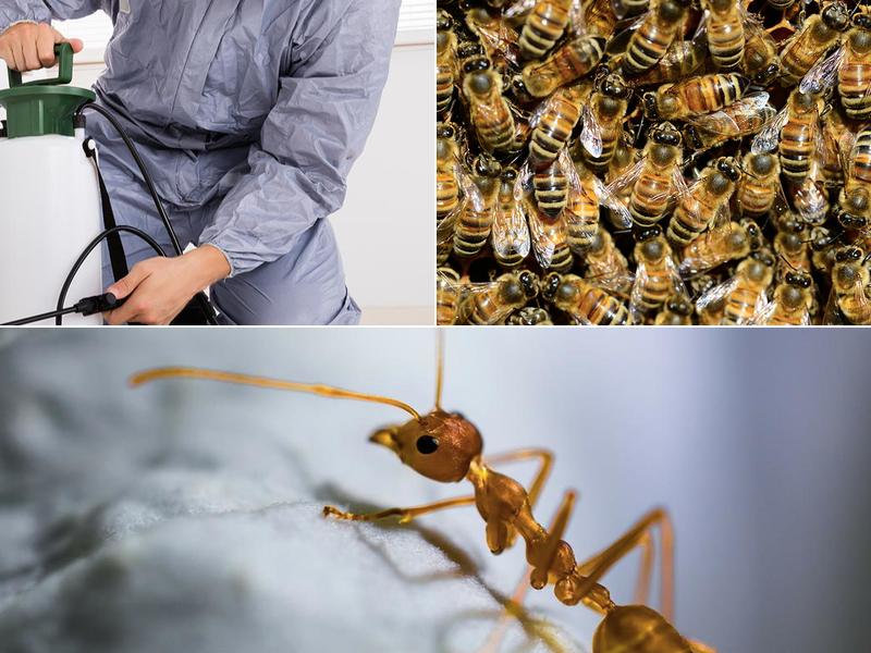 AZ SHIELD Pest Control