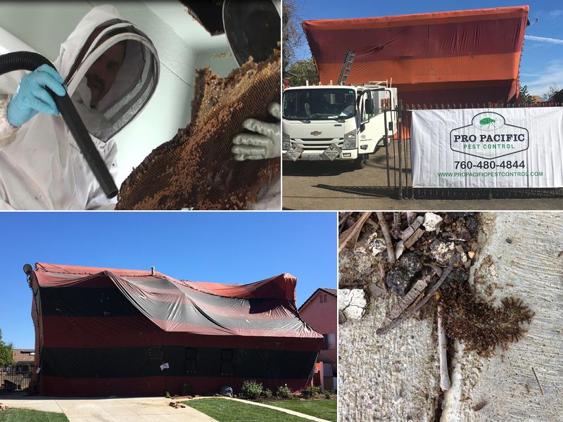 Corky's Pest Control