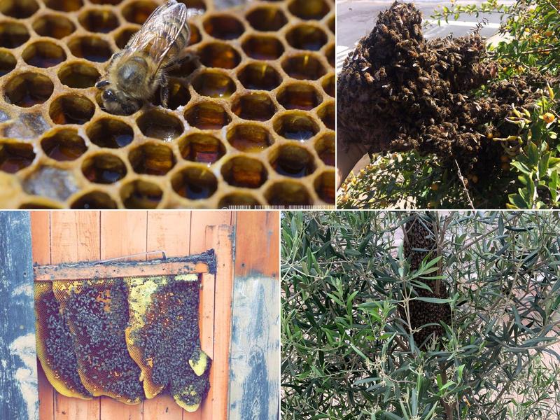 Safe & Alive Bee Hive Removal