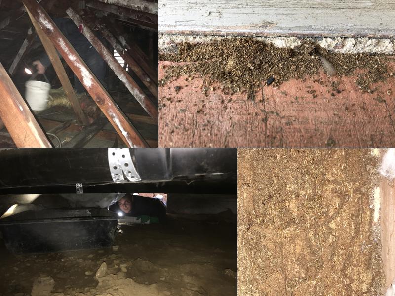 Advance Termite Control