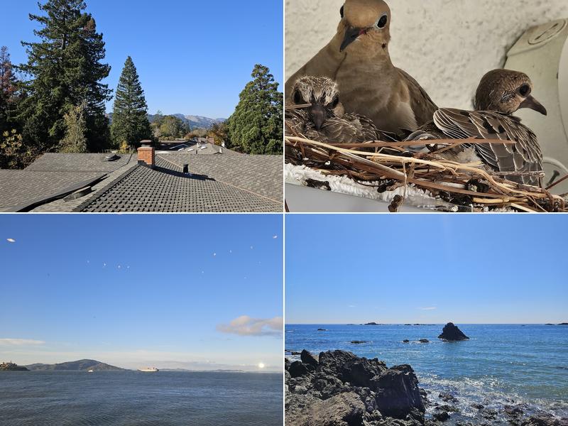 Integrity Rodent Solutions