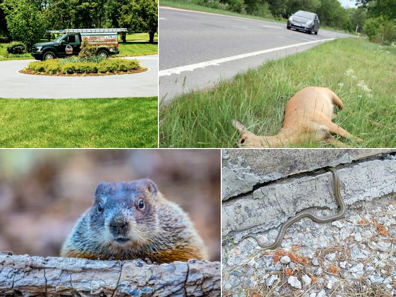 Bay Area Wildlife Solutions