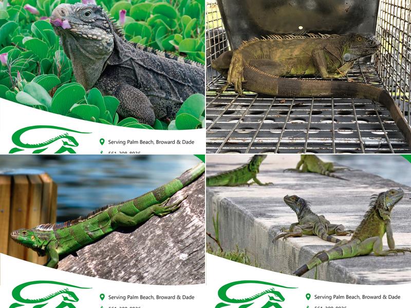 Iguana Police- Iguana Removal & Control