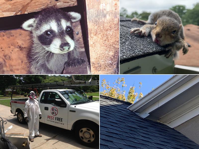 Pest Free Exterminating