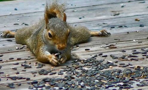 Wildlife Removal Specialist of Atlanta