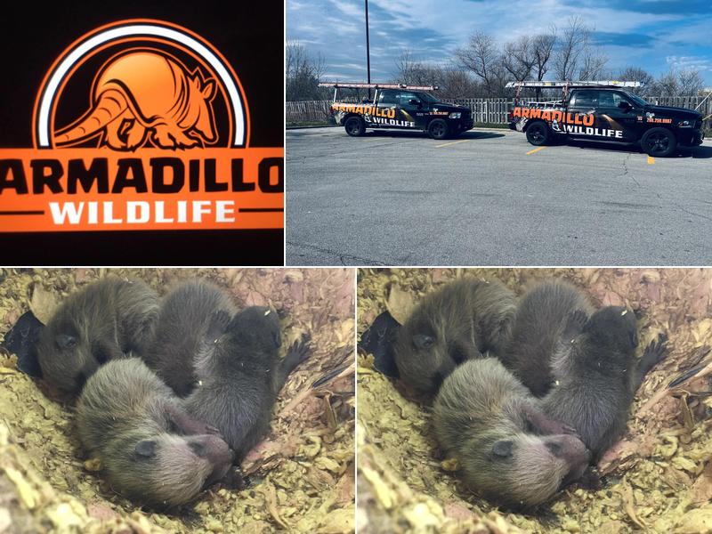 Armadillo Wildlife