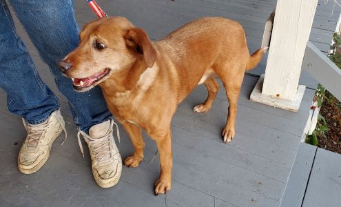 Humane Society of Carroll County