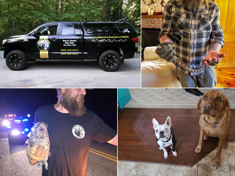 Heath's Wildlife Service