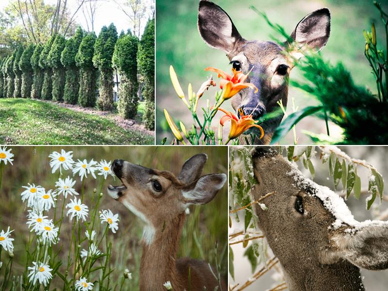 En Garde Deer Defense LLC