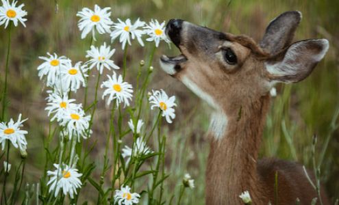 En Garde Deer Defense LLC