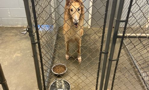 Swan Kennels & Training Center