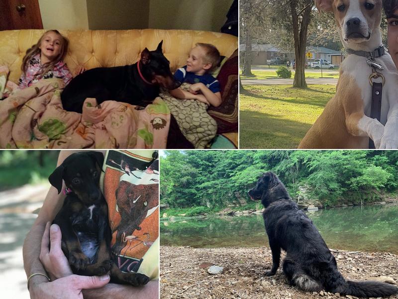 Zen Dog Training Dojo