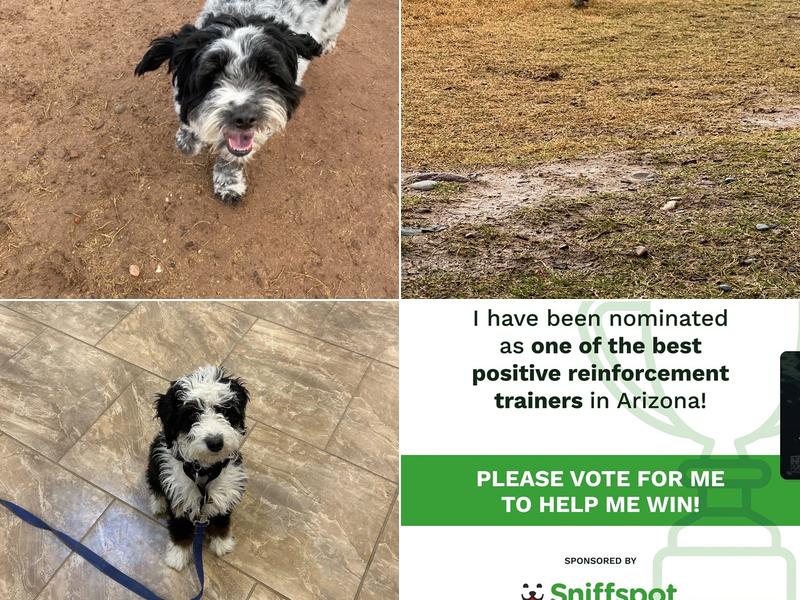 CharlieBar Dog Boarding & Training