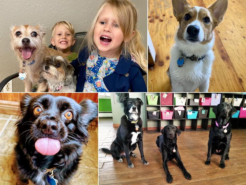 A Happy Dog Day Camp and Boarding