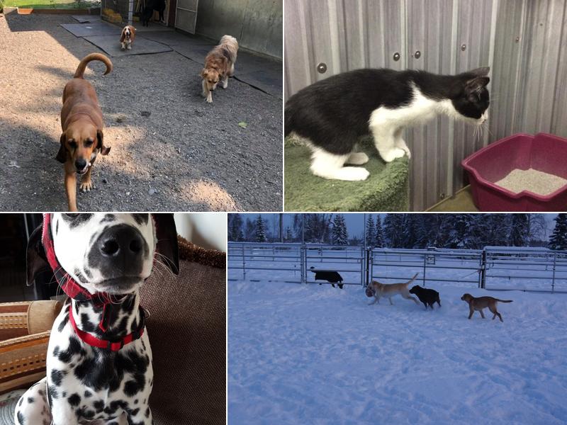 Cooper's Wounded Bear Farm And Kennels