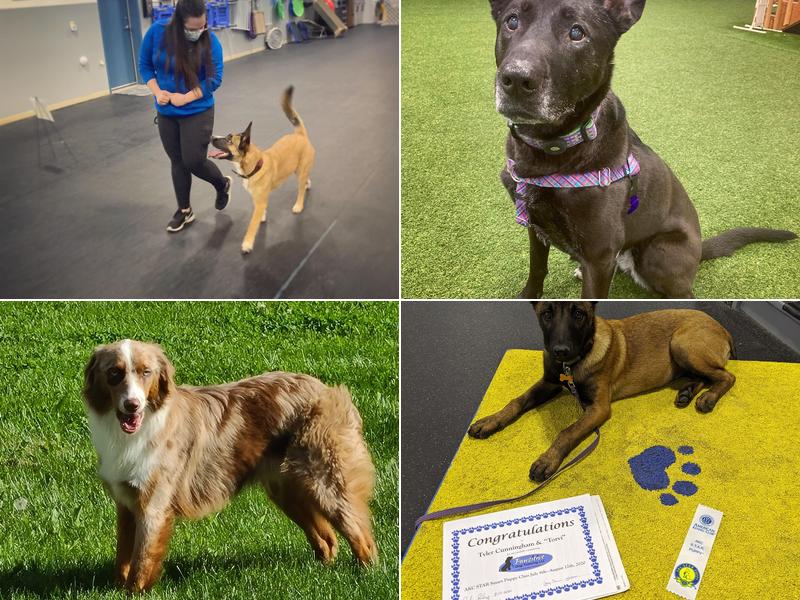 Pawsitive Dog Training