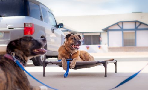 Dog's Eye View Training