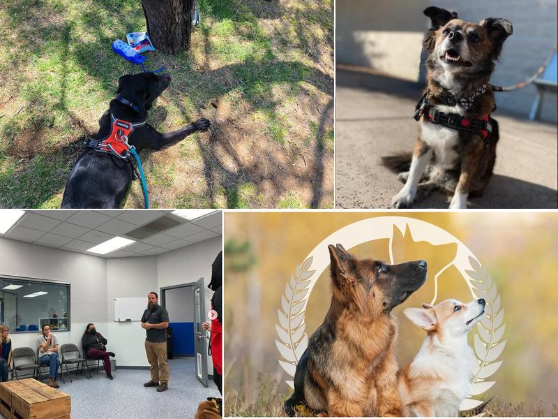 Dog Training Elite Mesa